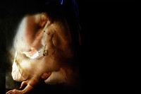 Poetics of Skin