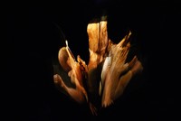 Poetics of Skin