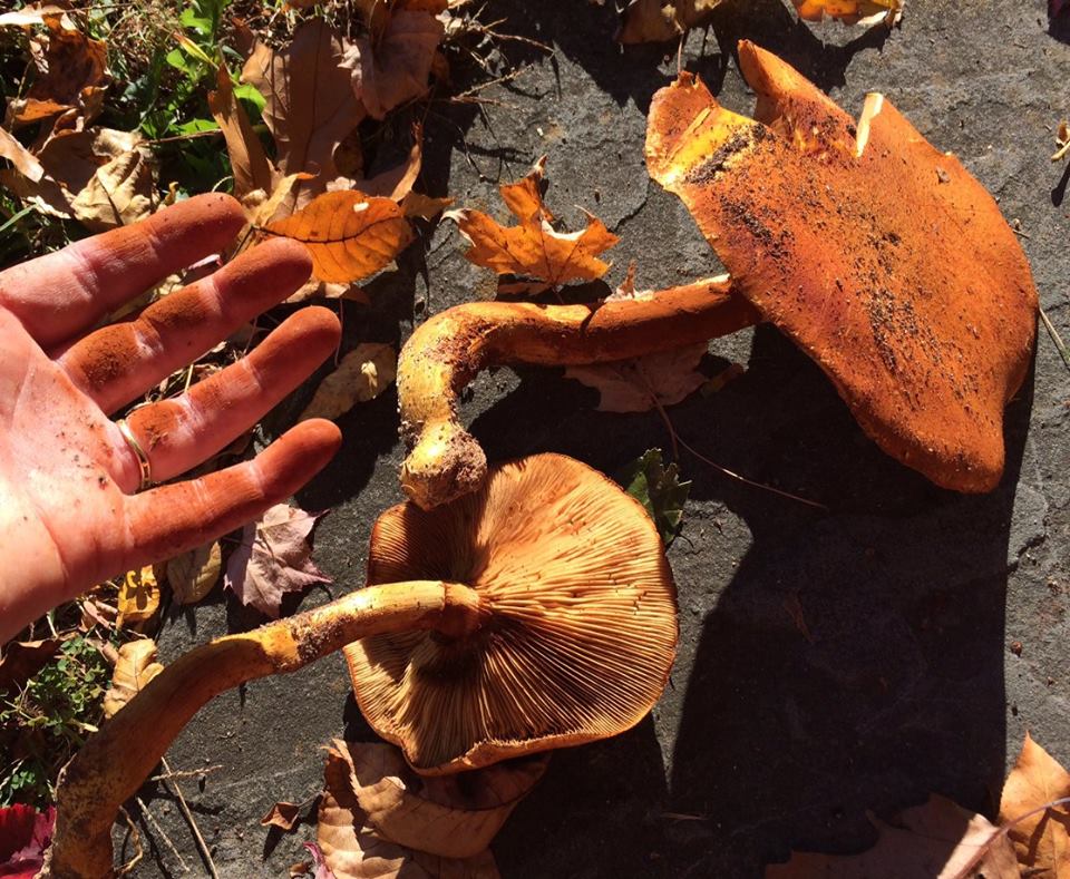 Gymnopilus sp. spores. Fall 2016.jpg