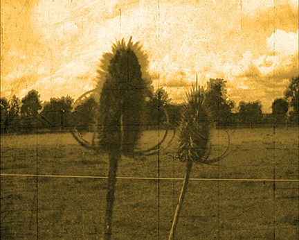 PennyMcCann_Lot22Concession5_6in72res.jpg